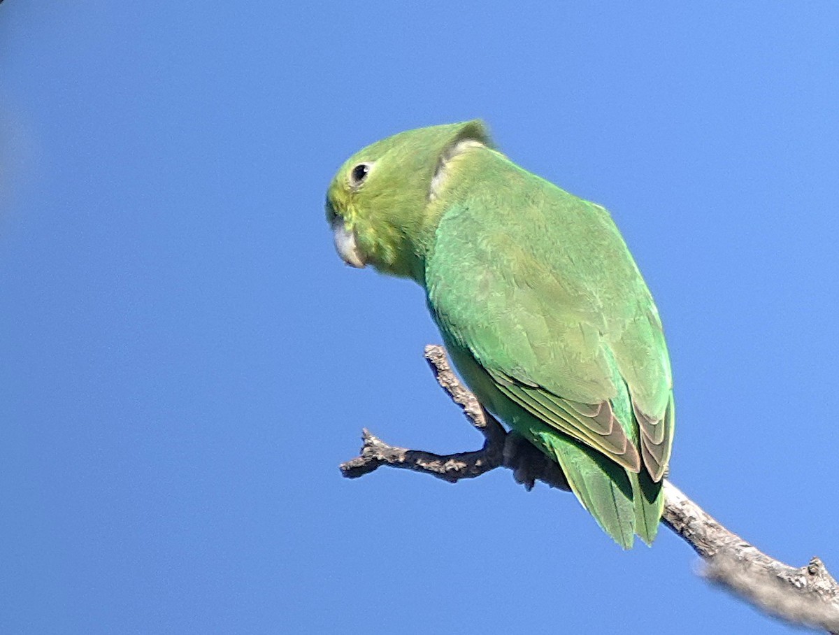 Cobalt-rumped Parrotlet - ML638153932