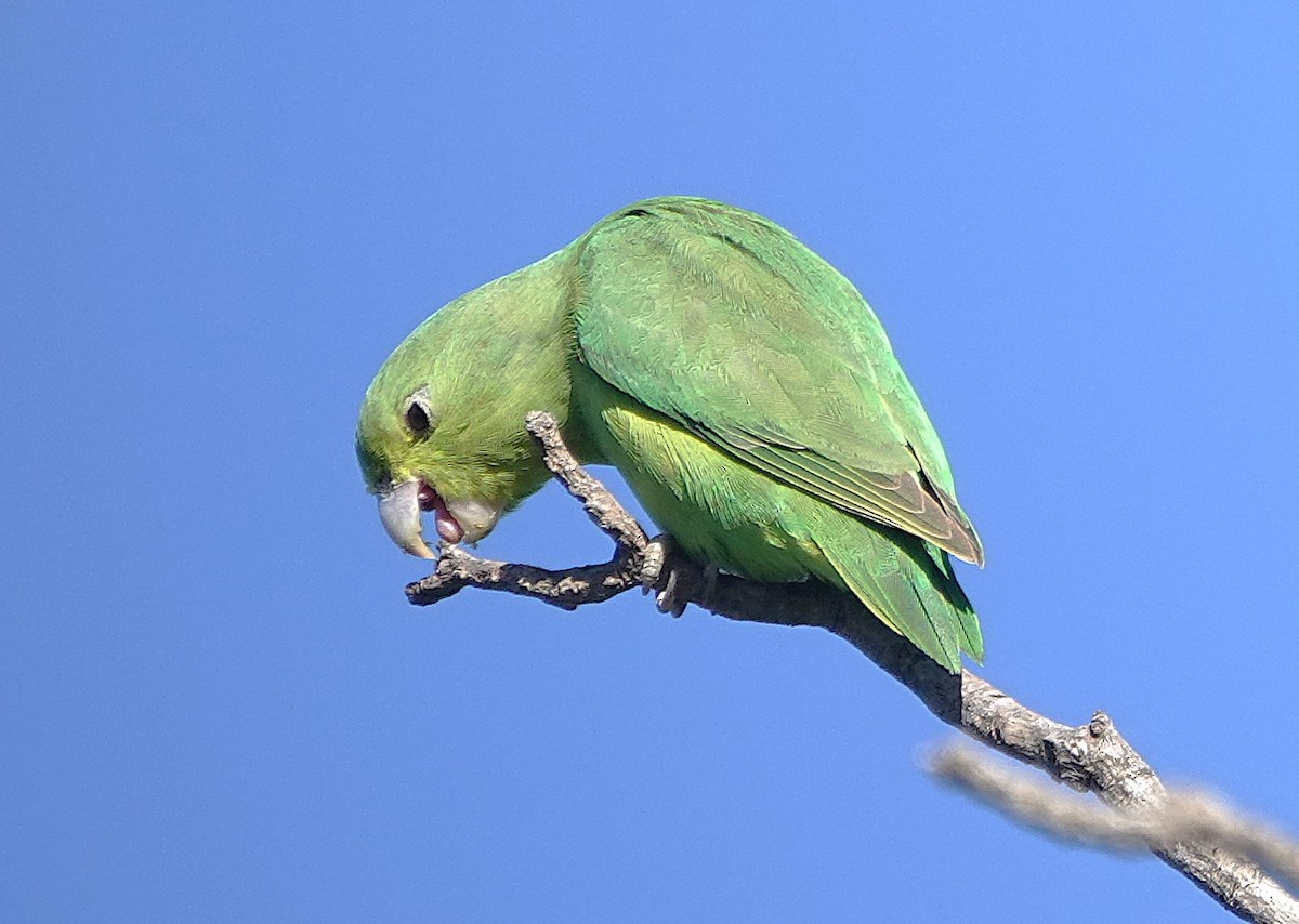 Cobalt-rumped Parrotlet - ML638153933