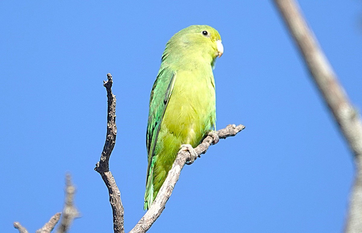 Cobalt-rumped Parrotlet - ML638153934