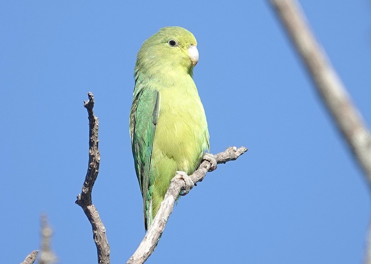 Cobalt-rumped Parrotlet - ML638153935