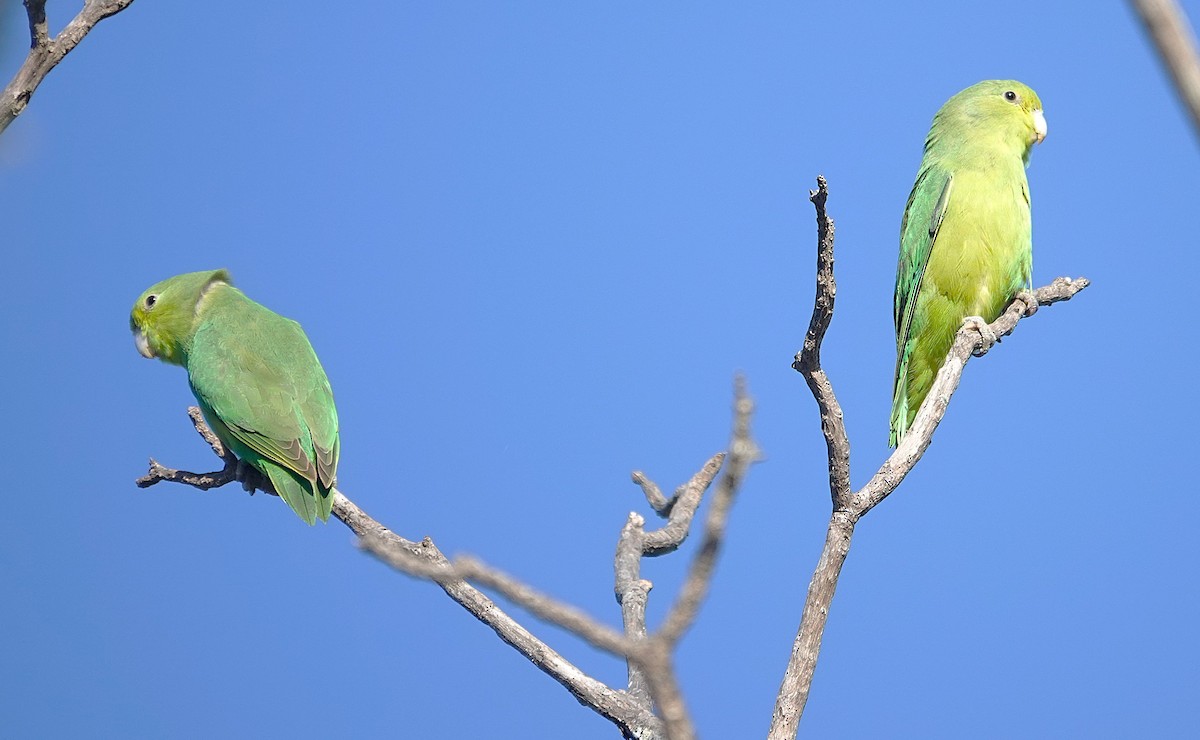 Cobalt-rumped Parrotlet - ML638153936