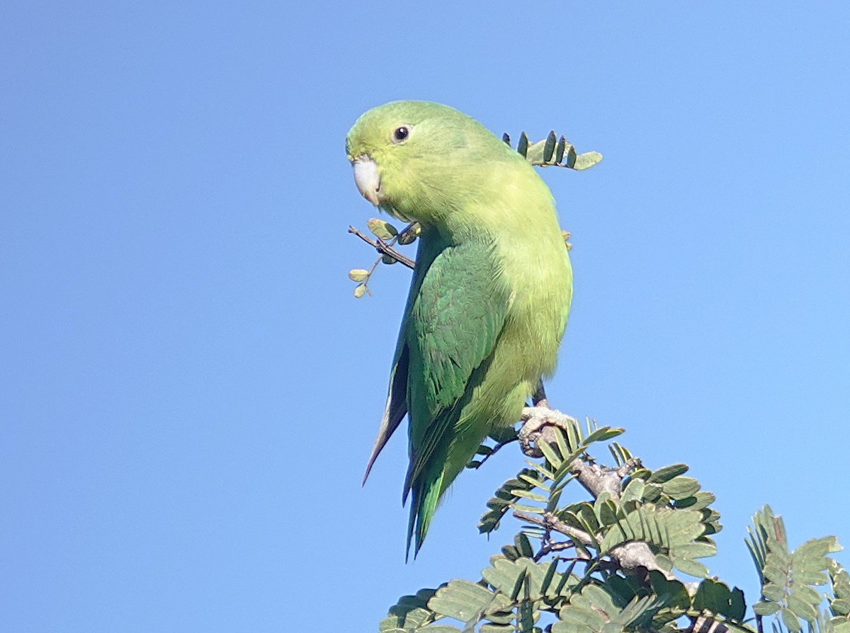Cobalt-rumped Parrotlet - ML638153937