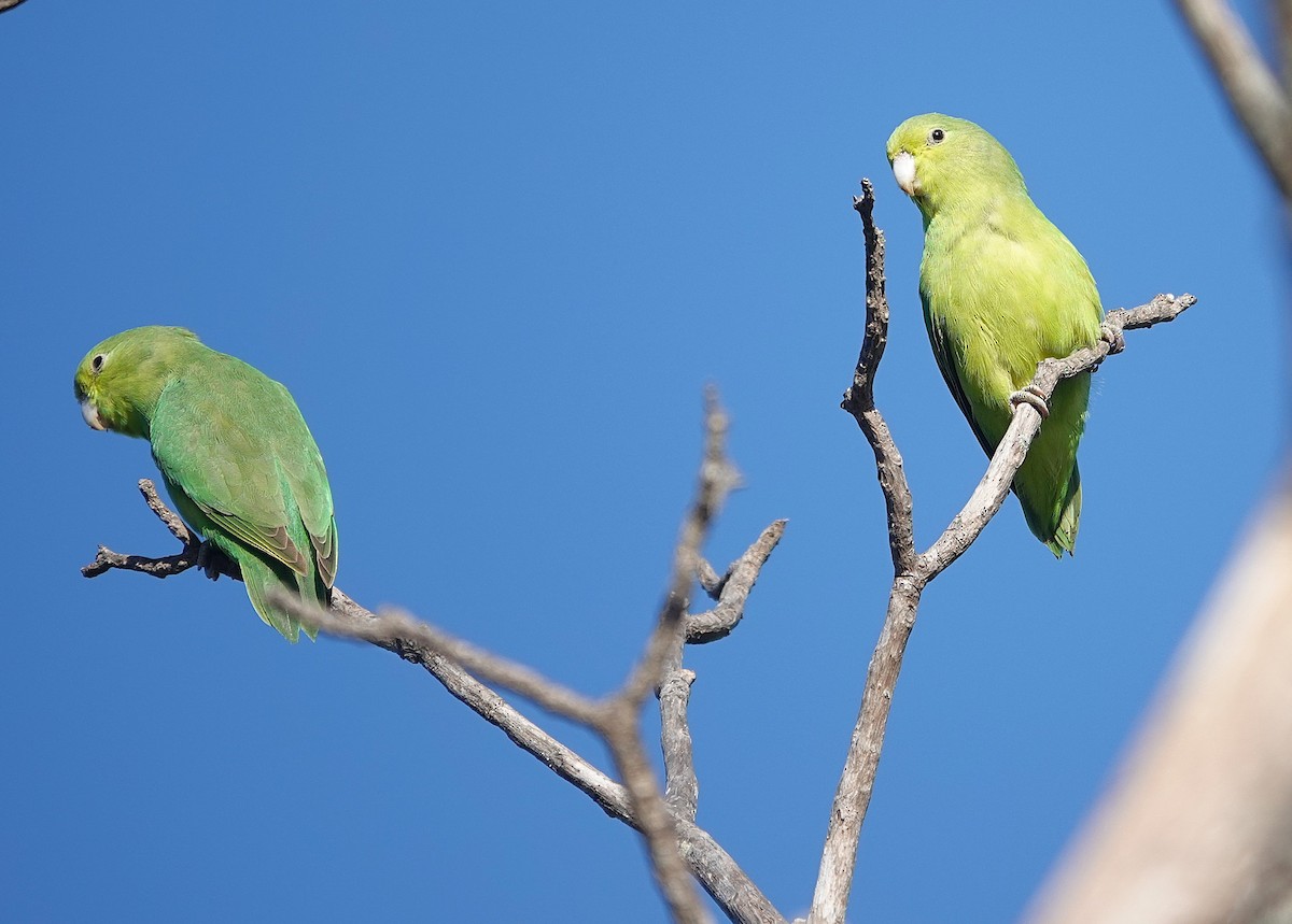 Cobalt-rumped Parrotlet - ML638153938