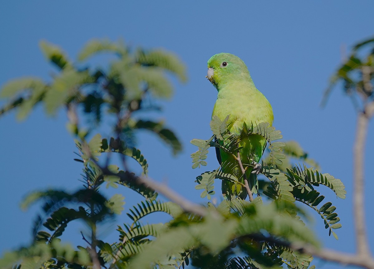 Cobalt-rumped Parrotlet - ML638153939