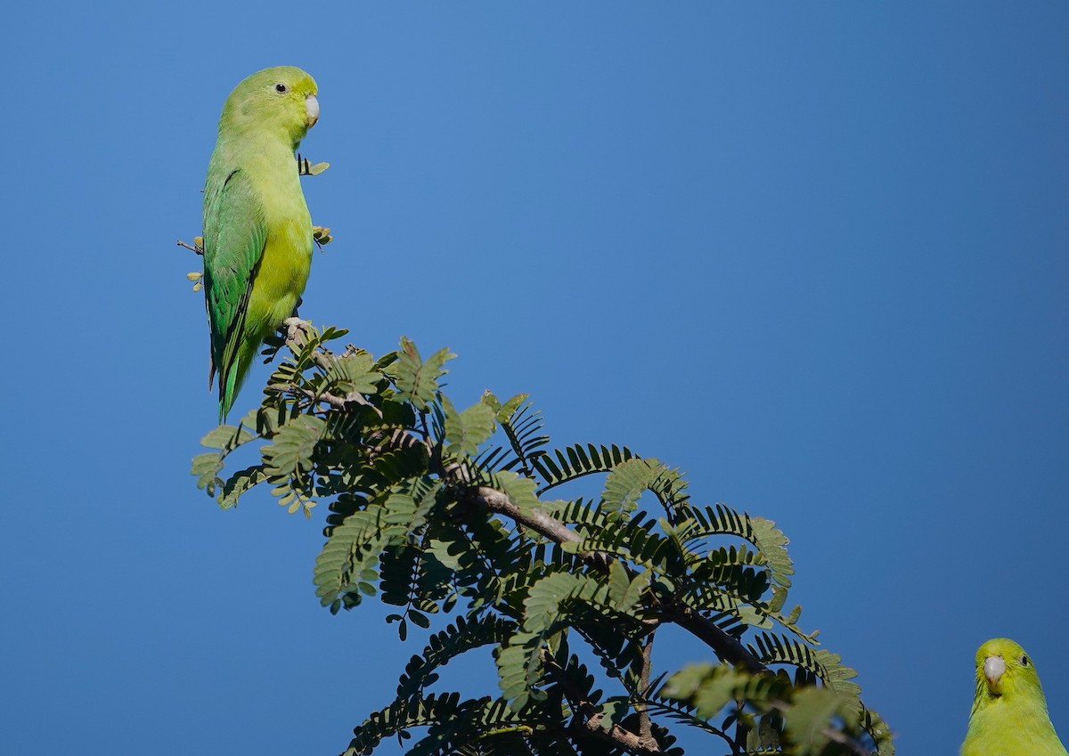 Cobalt-rumped Parrotlet - ML638153941