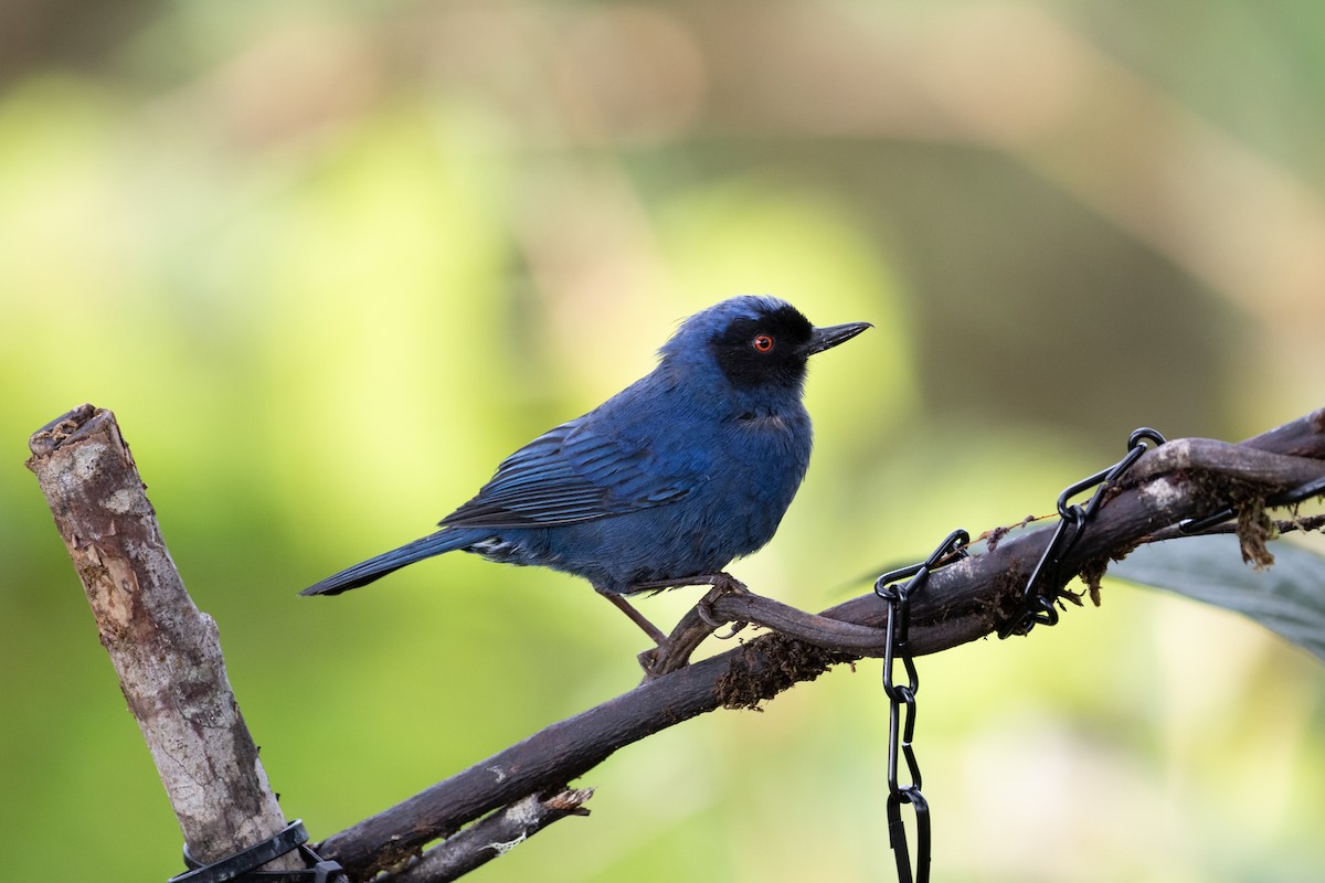 Masked Flowerpiercer - ML638153954