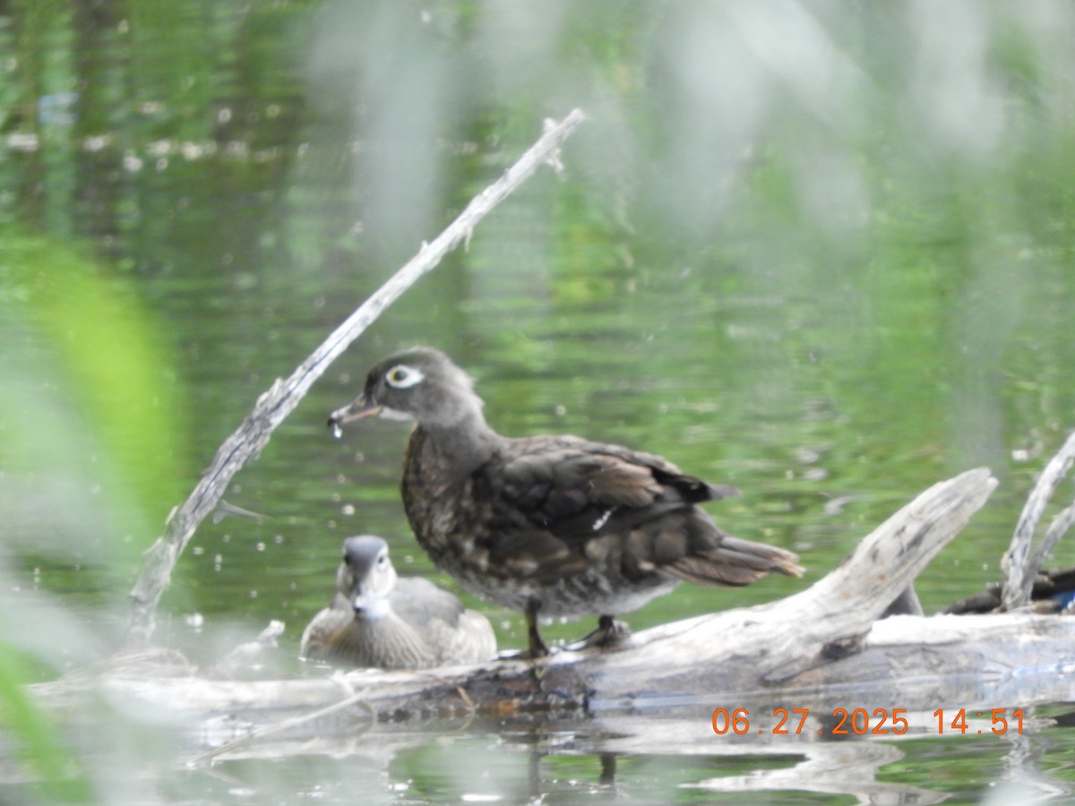 Canard branchu - ML638153956