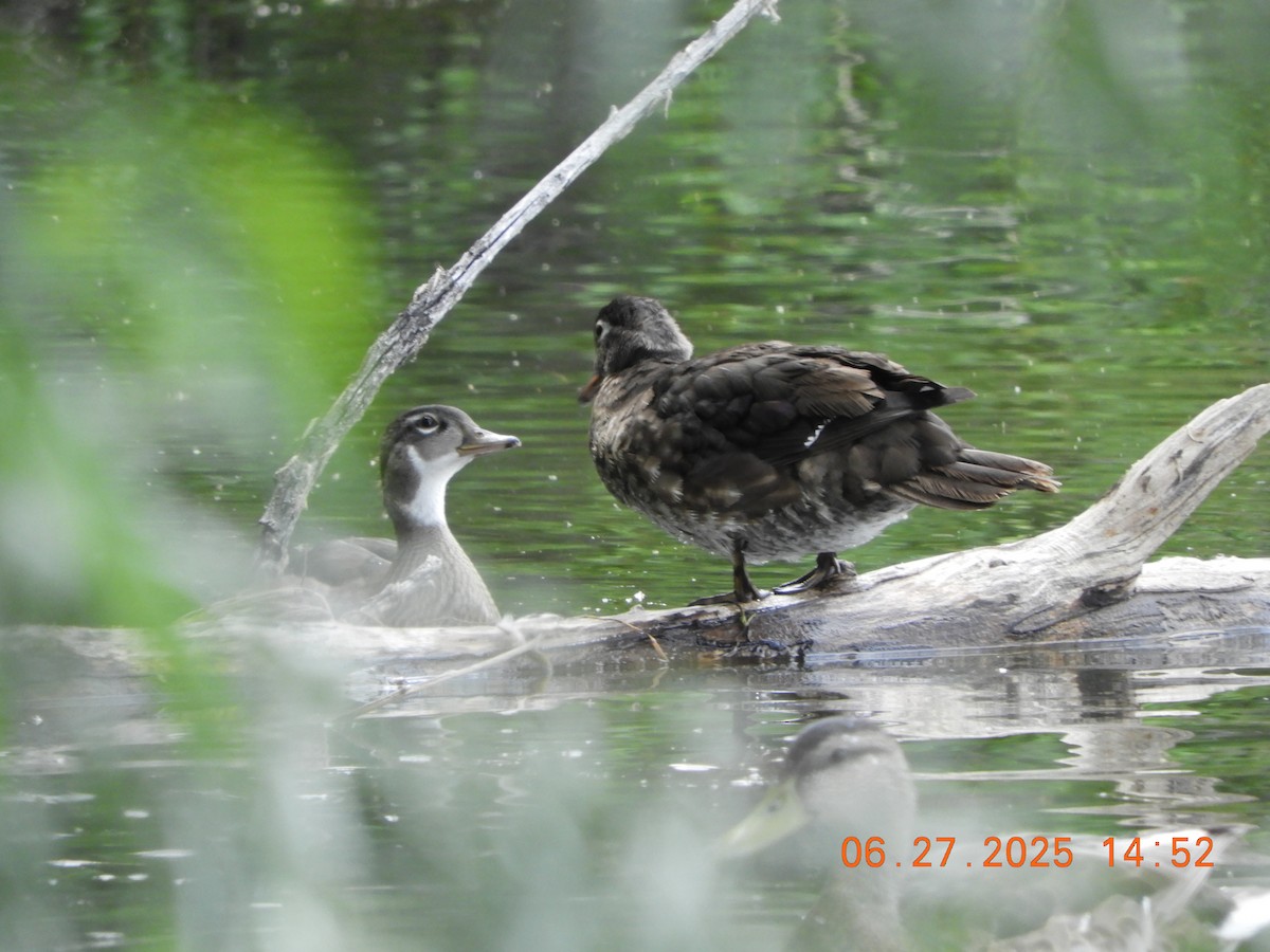 Canard branchu - ML638153959