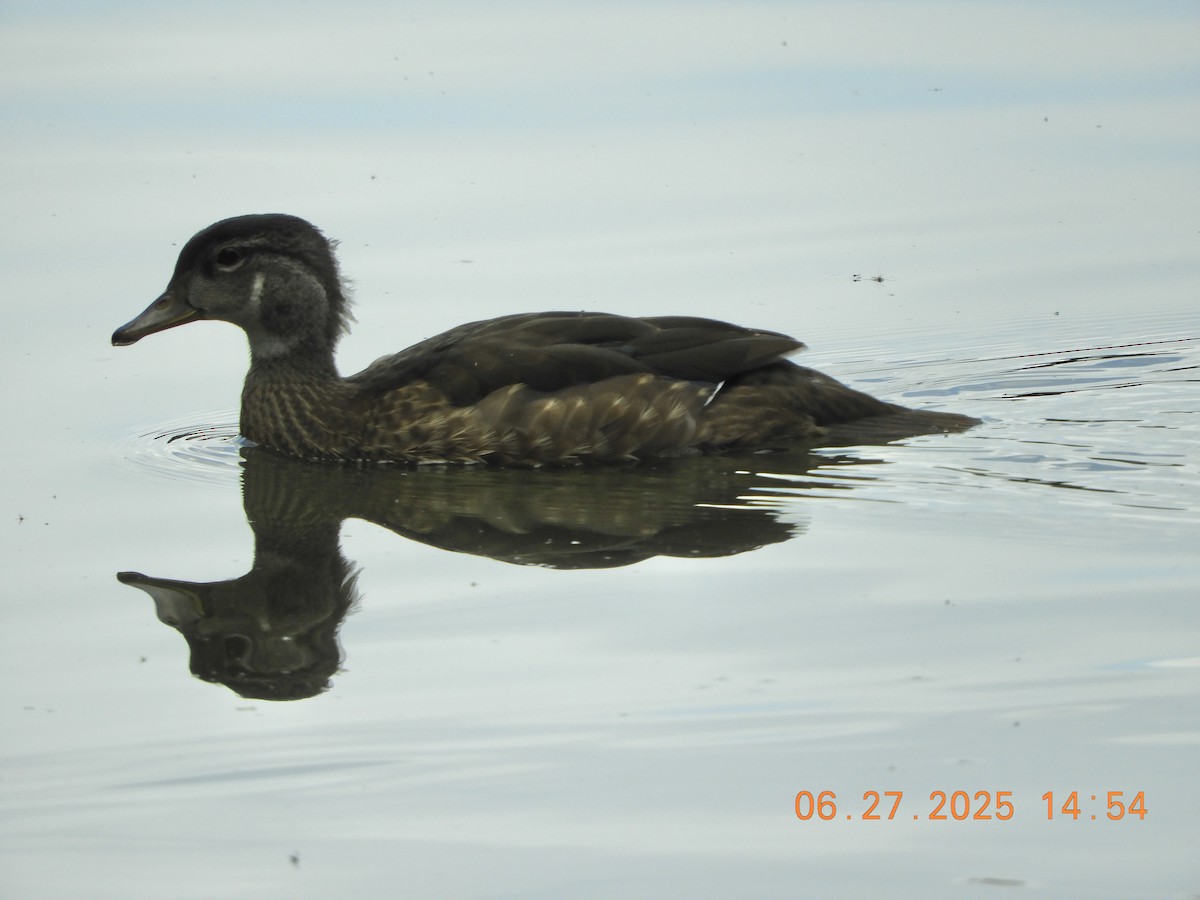 Canard branchu - ML638153961