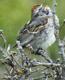 American Tree Sparrow - ML638153984