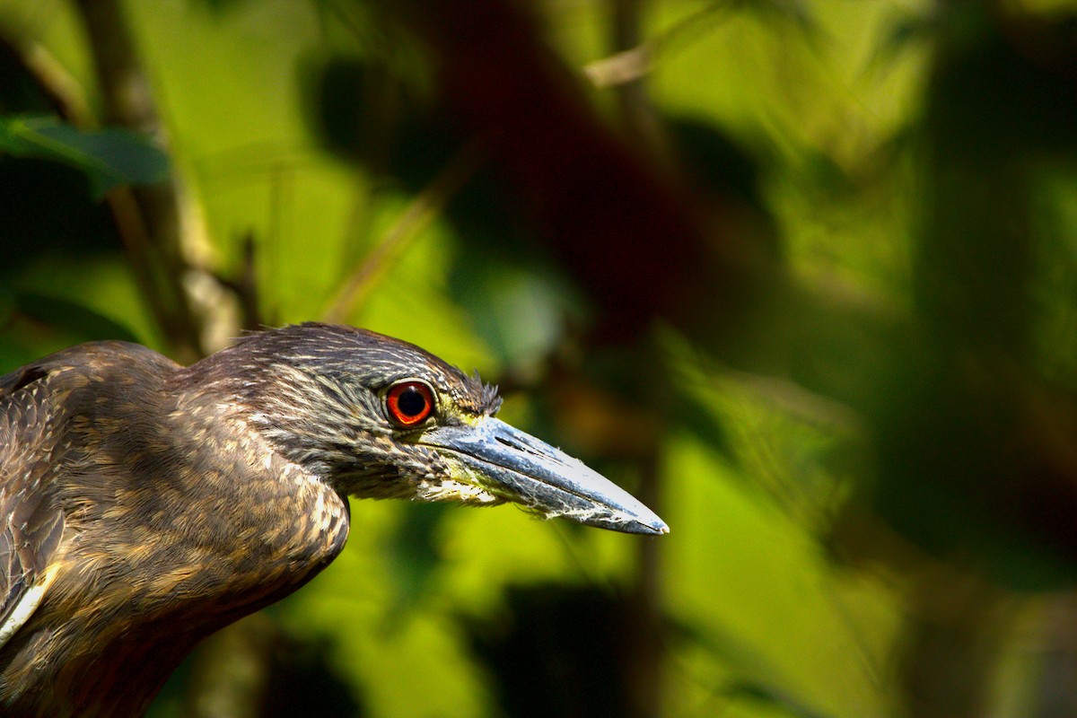 Yellow-crowned Night Heron - ML638154008