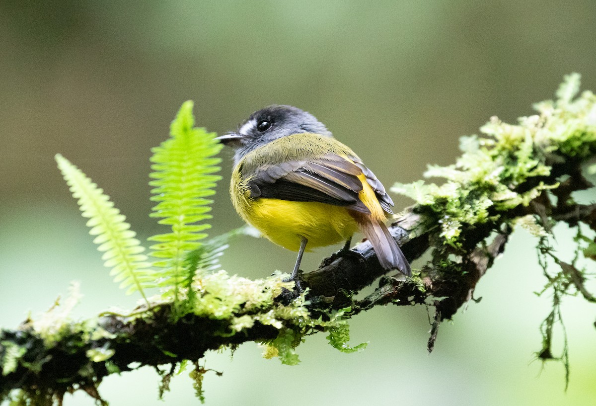 Ornate Flycatcher - ML638154032