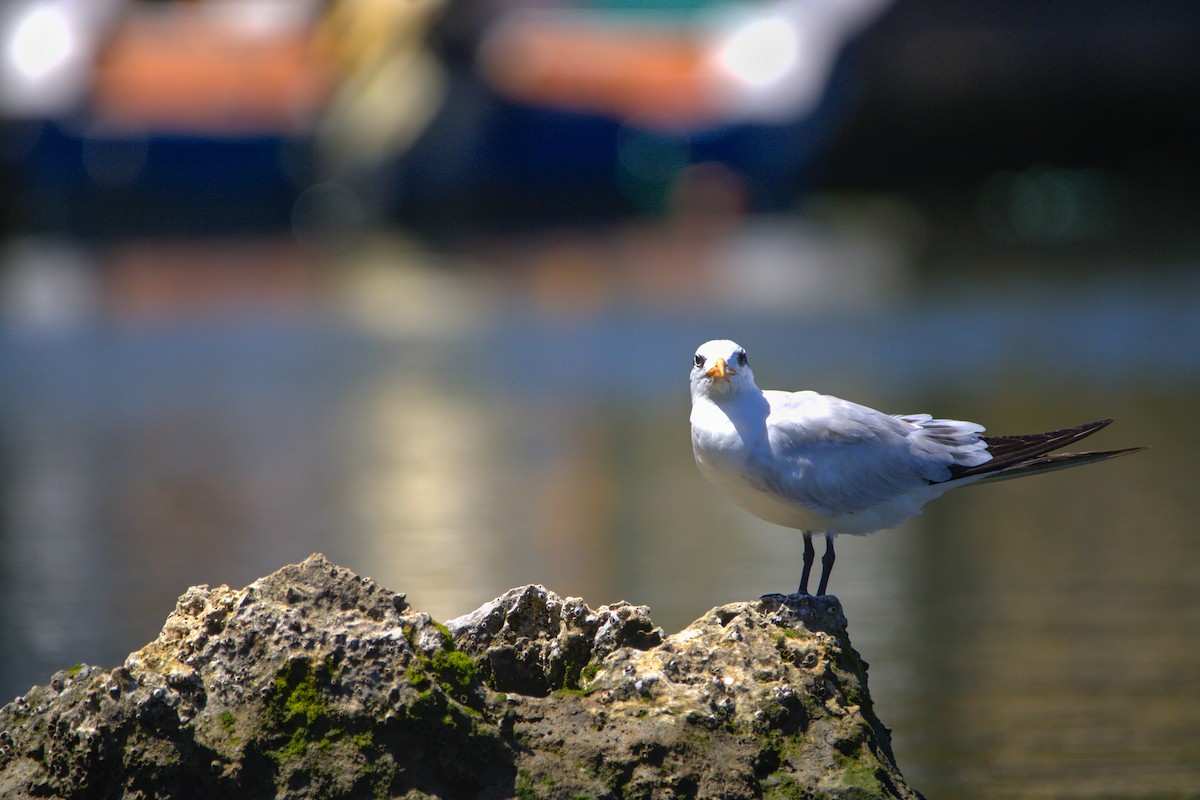 Royal Tern - ML638154033