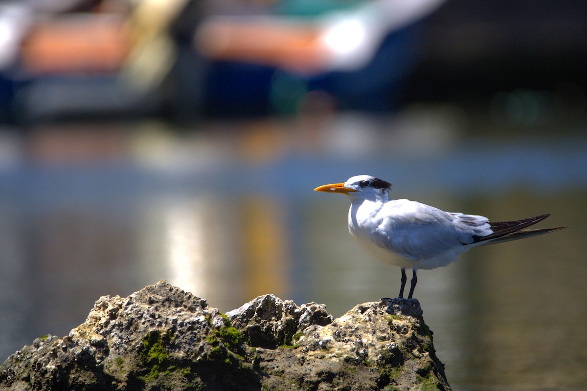Royal Tern - ML638154034