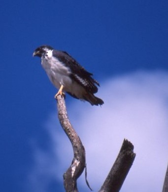 Augur Buzzard (Augur) - ML638154063