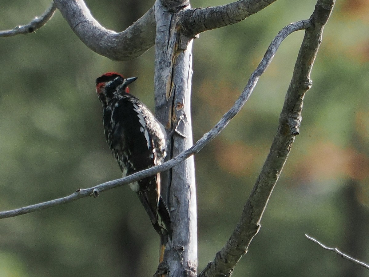 Red-naped Sapsucker - ML638154107