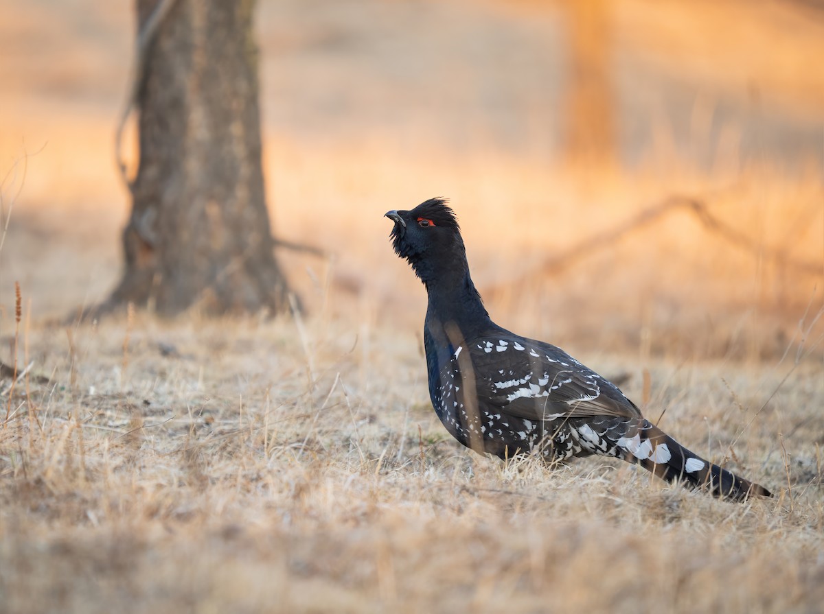 Black-billed Capercaillie - ML638154113