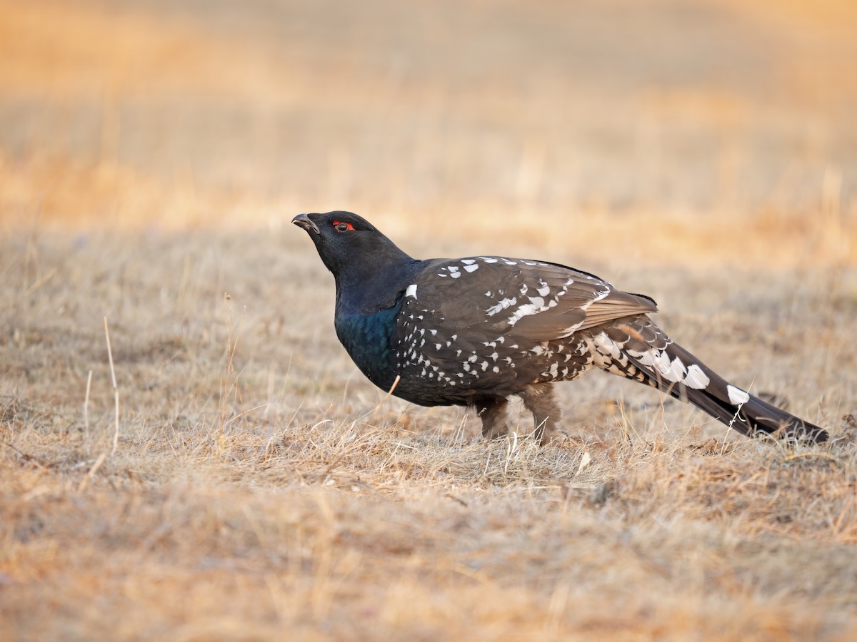 Black-billed Capercaillie - ML638154115