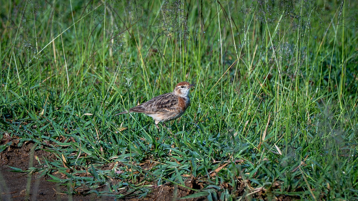 Red-capped Lark - ML638154118