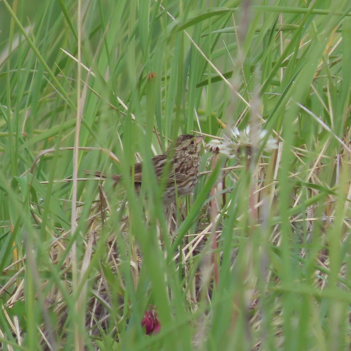Savannah Sparrow - ML638154124