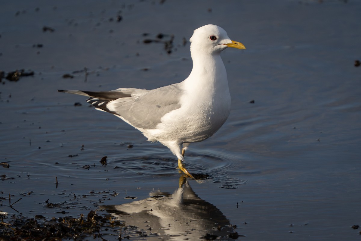 Common Gull - ML638154125