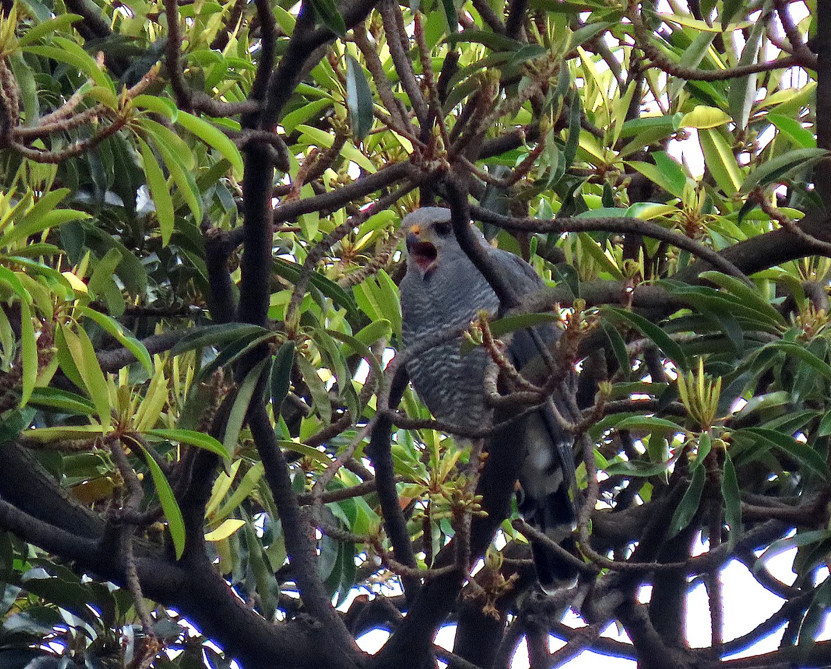Gray Hawk - ML638154133