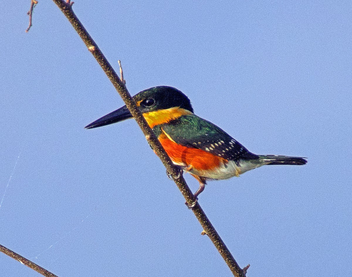 American Pygmy Kingfisher - ML638154136