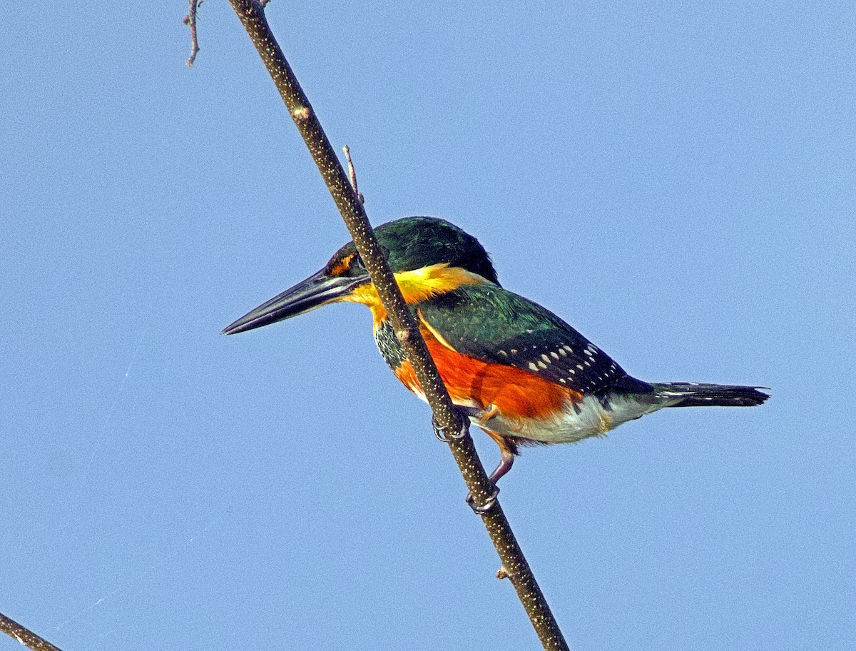 American Pygmy Kingfisher - ML638154137