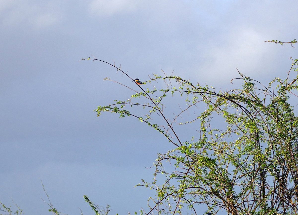 American Pygmy Kingfisher - ML638154138