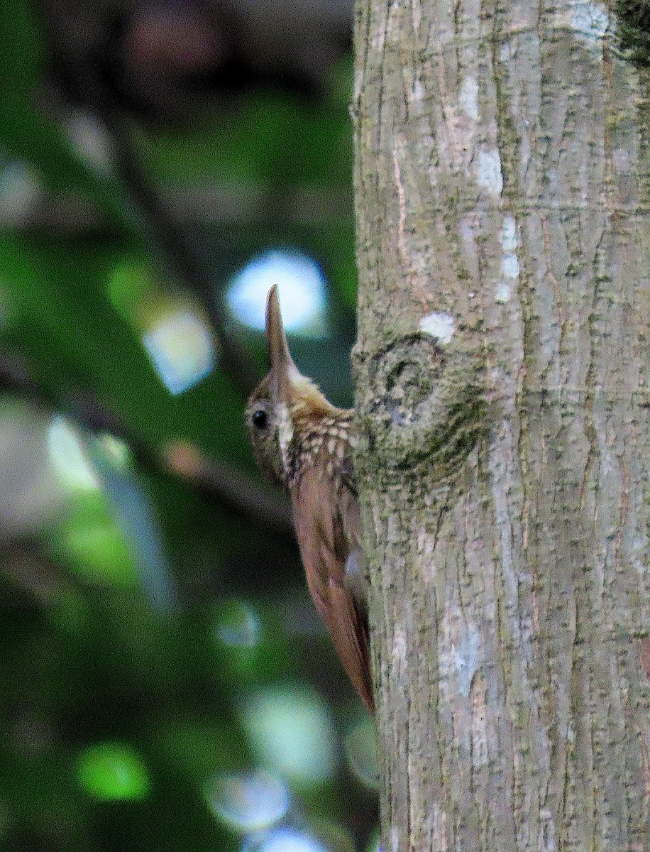 Streak-headed Woodcreeper - ML638154143