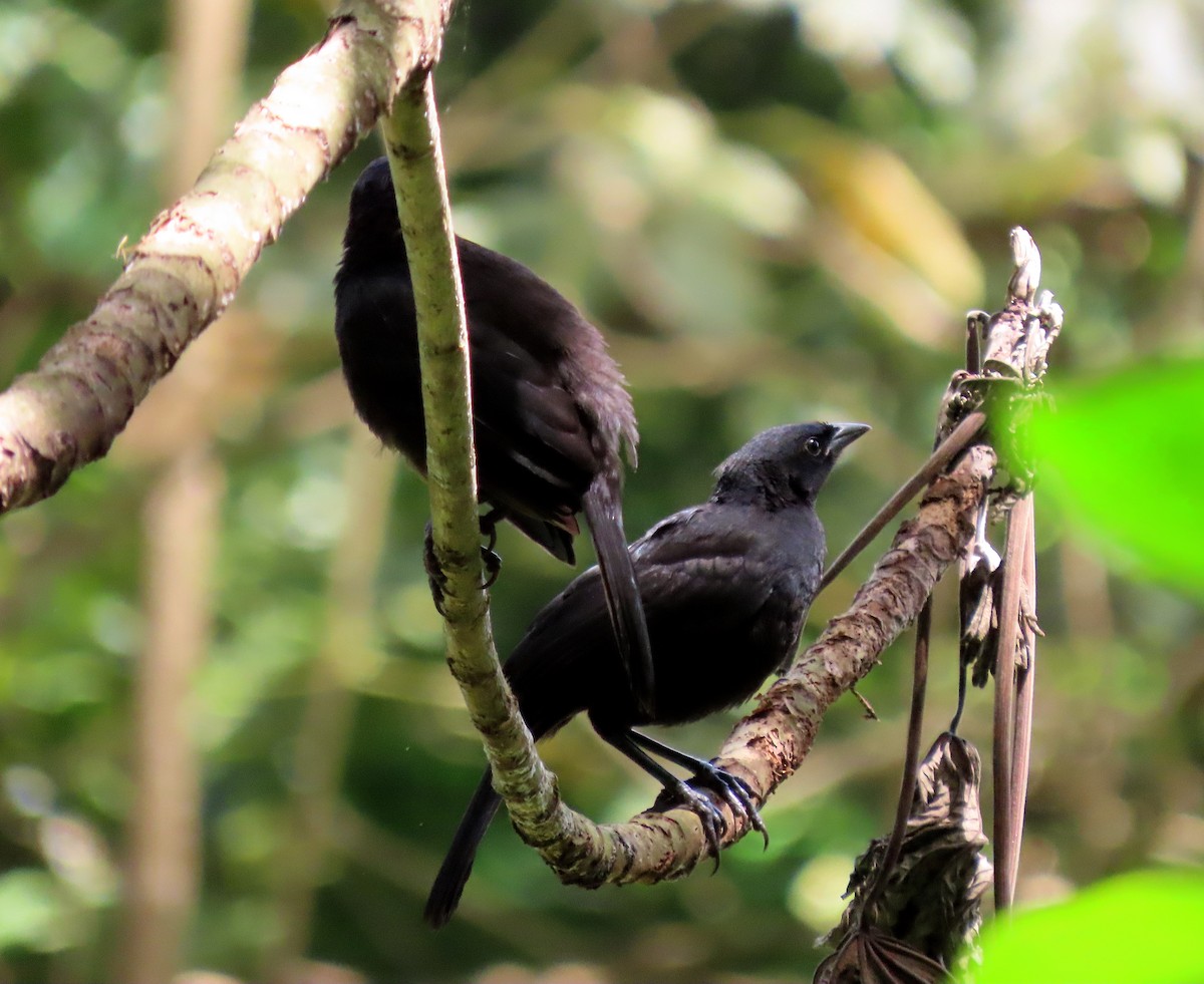 Melodious Blackbird - ML638154158