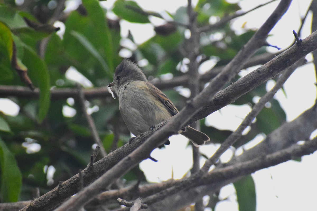 Southern Beardless-Tyrannulet (Southern) - ML638154166