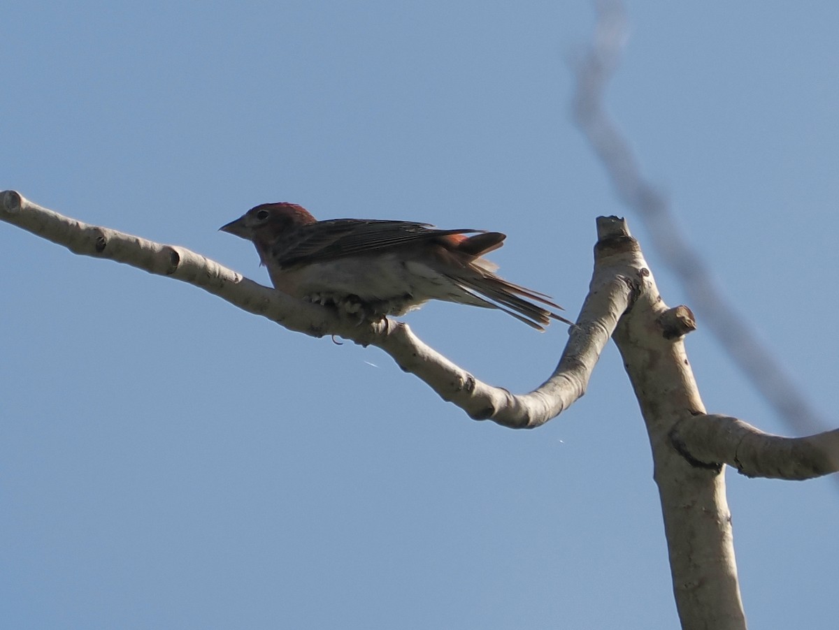 Cassin's Finch - ML638154193
