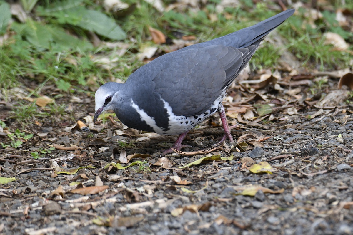 Wonga Pigeon - ML638154207