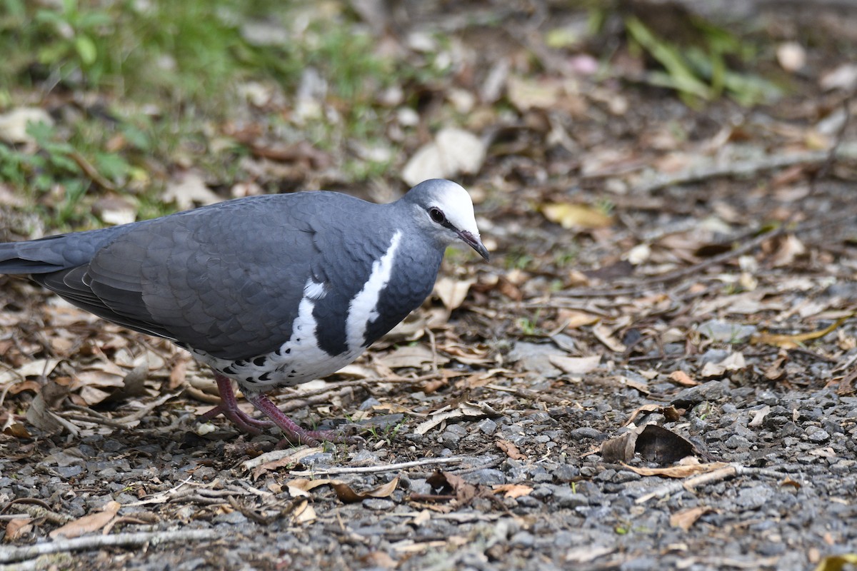 Wonga Pigeon - ML638154208