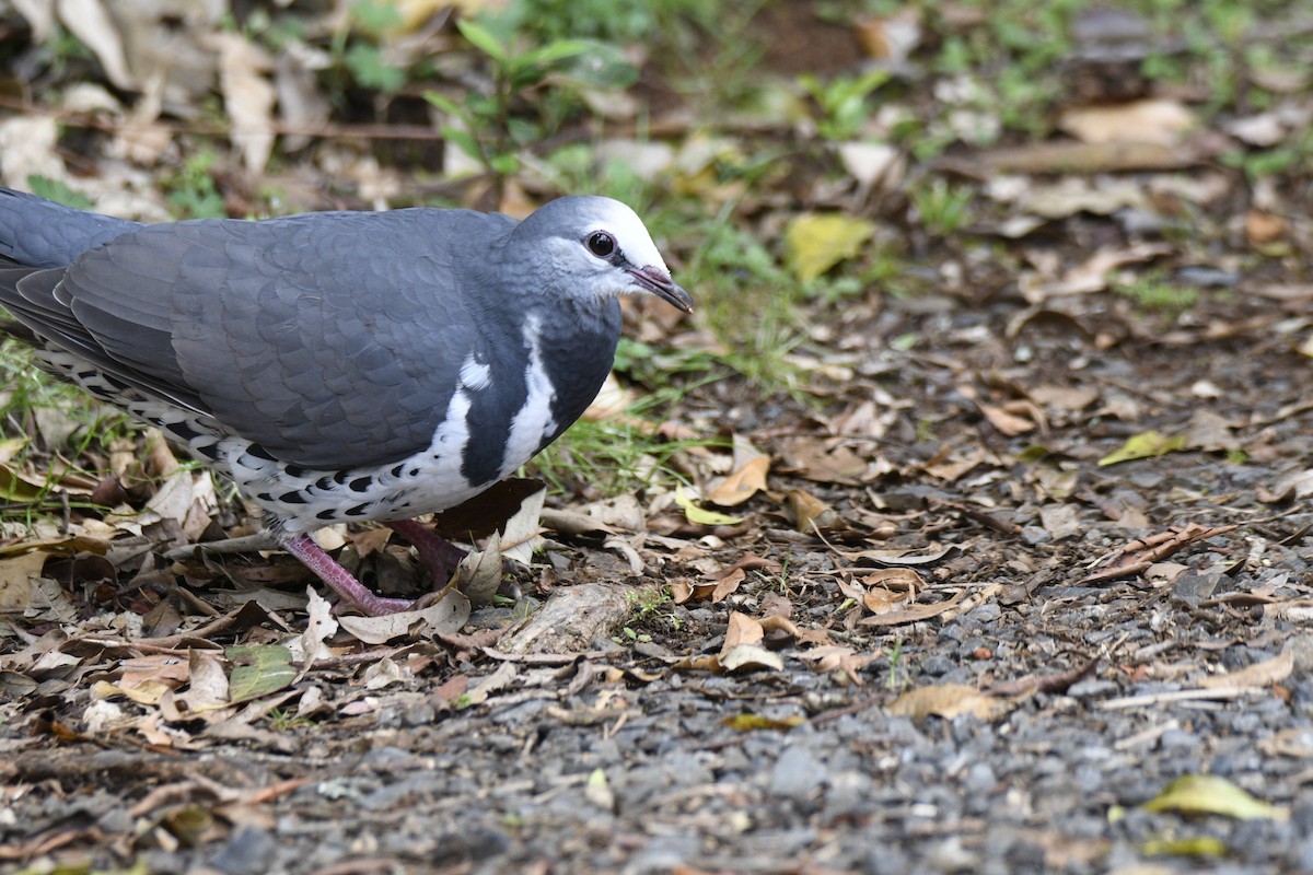 Wonga Pigeon - ML638154209