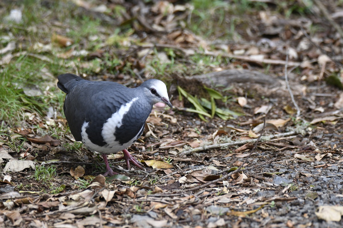 Wonga Pigeon - ML638154210