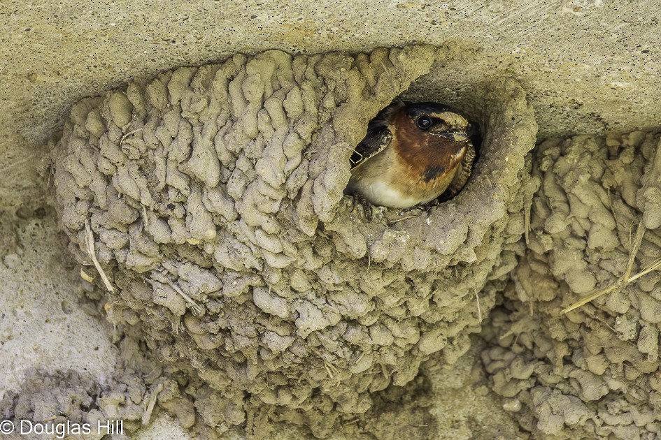 Cliff Swallow - ML638154238