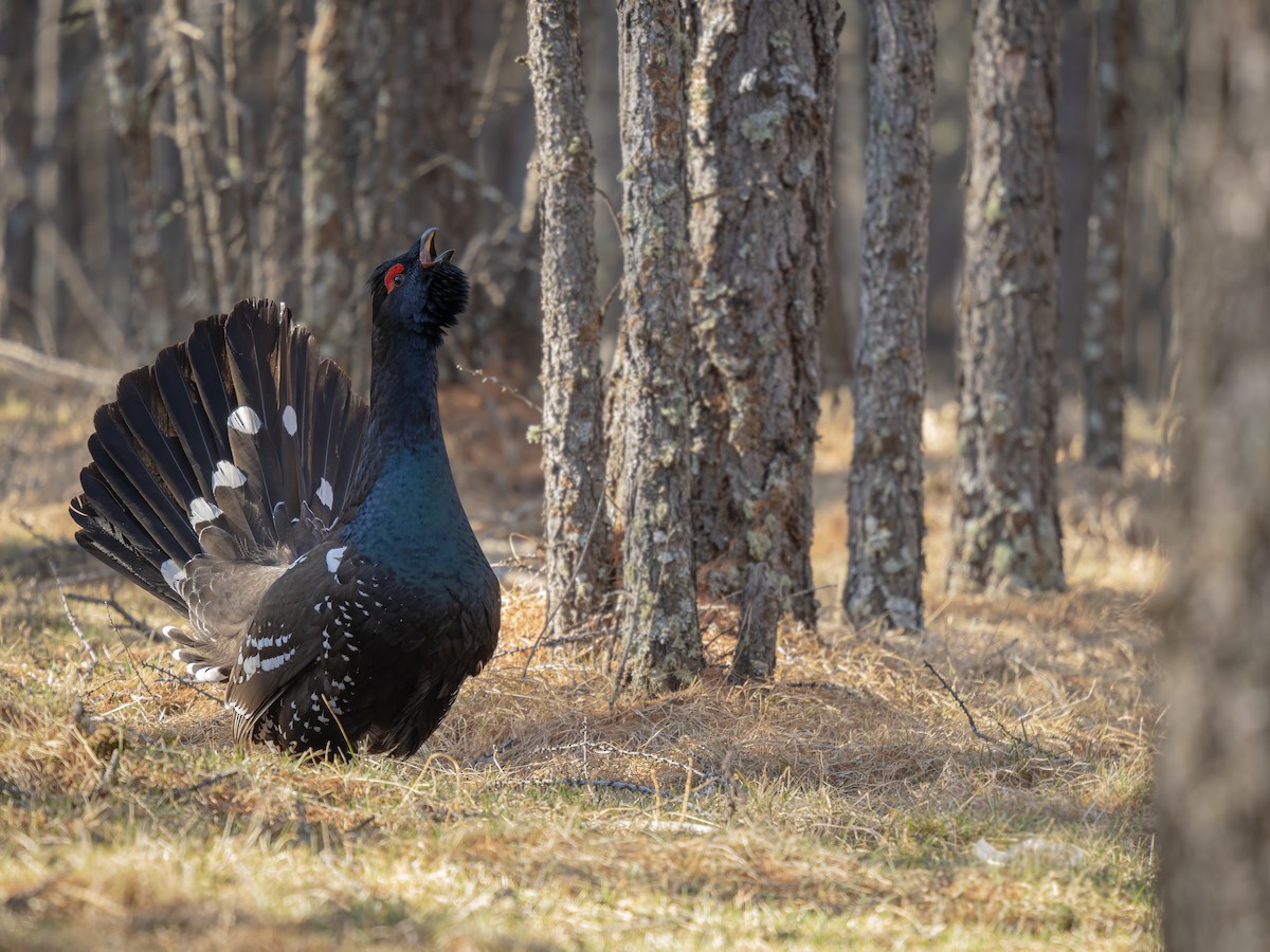 Black-billed Capercaillie - ML638154244