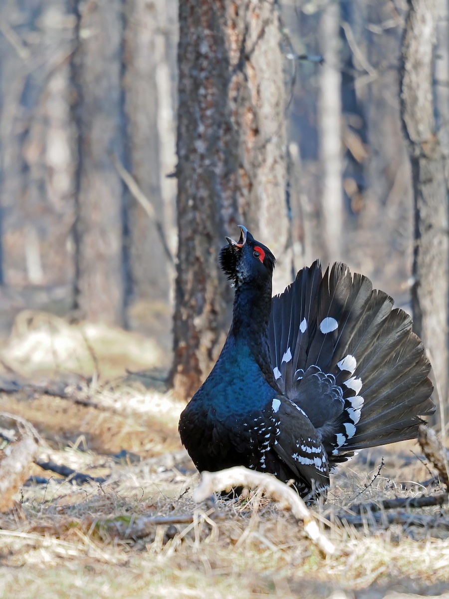 Black-billed Capercaillie - ML638154255