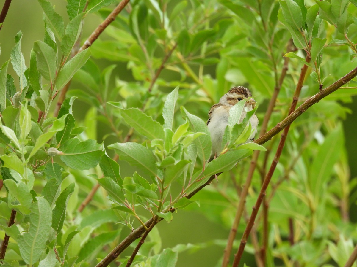 Clay-colored Sparrow - ML638154256
