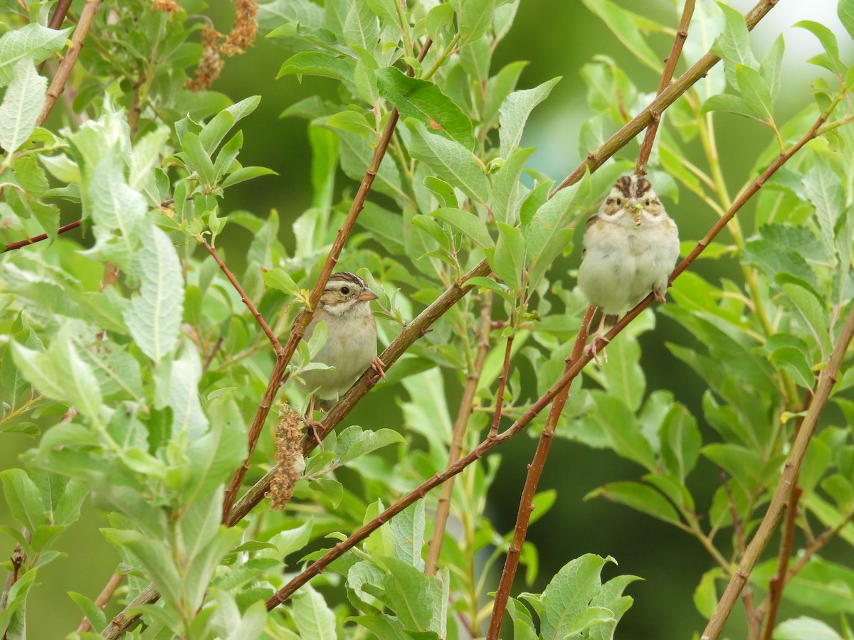 Clay-colored Sparrow - ML638154257