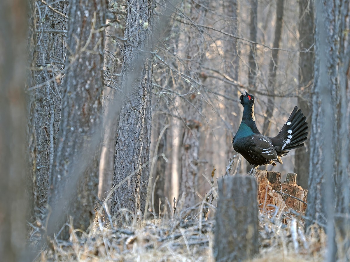 Black-billed Capercaillie - ML638154262