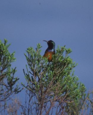 Variable Sunbird - ML638154274