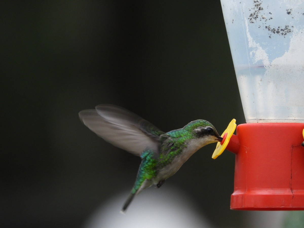 Short-tailed Emerald - ML638154377