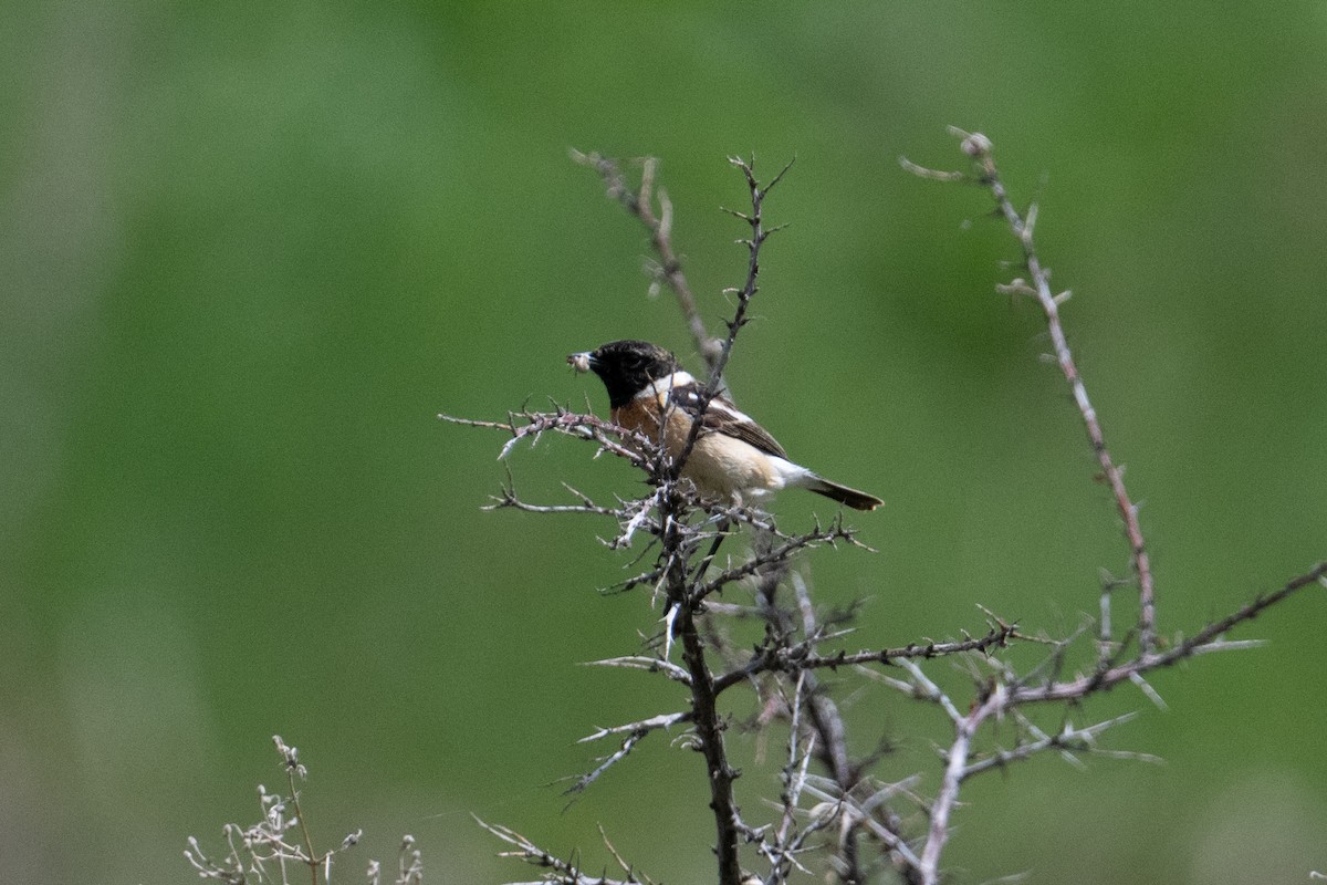 Siberian Stonechat (Siberian) - ML638154425