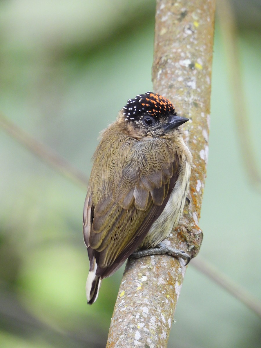 Olivaceous Piculet - ML638154468