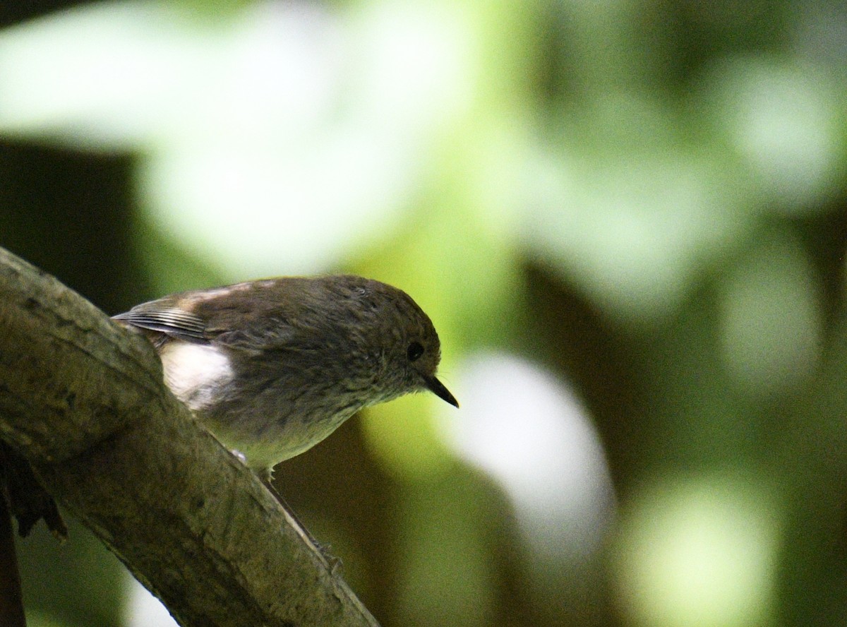 Brown Thornbill - ML638154505