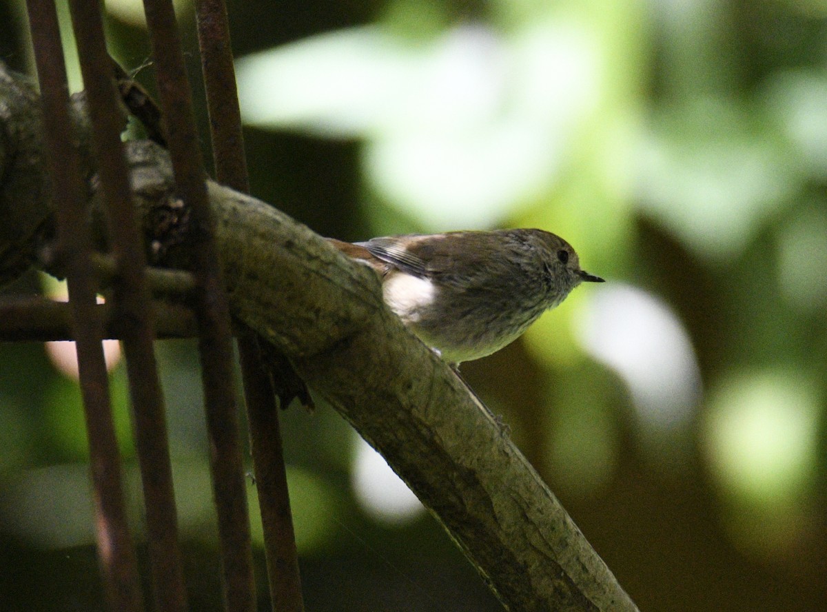 Brown Thornbill - ML638154506