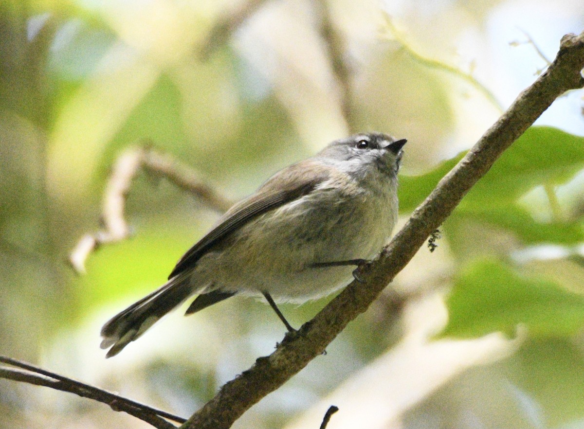 Brown Gerygone - ML638154513